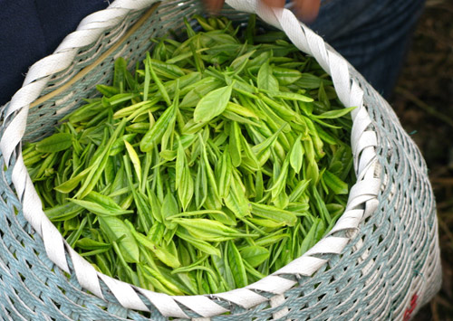 茶多酚含量檢測方法再新突破  助力茶葉生產消費