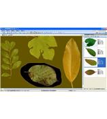 LA-S型植物葉面積、病斑、蟲損、葉色分檔分析儀系統(tǒng)
